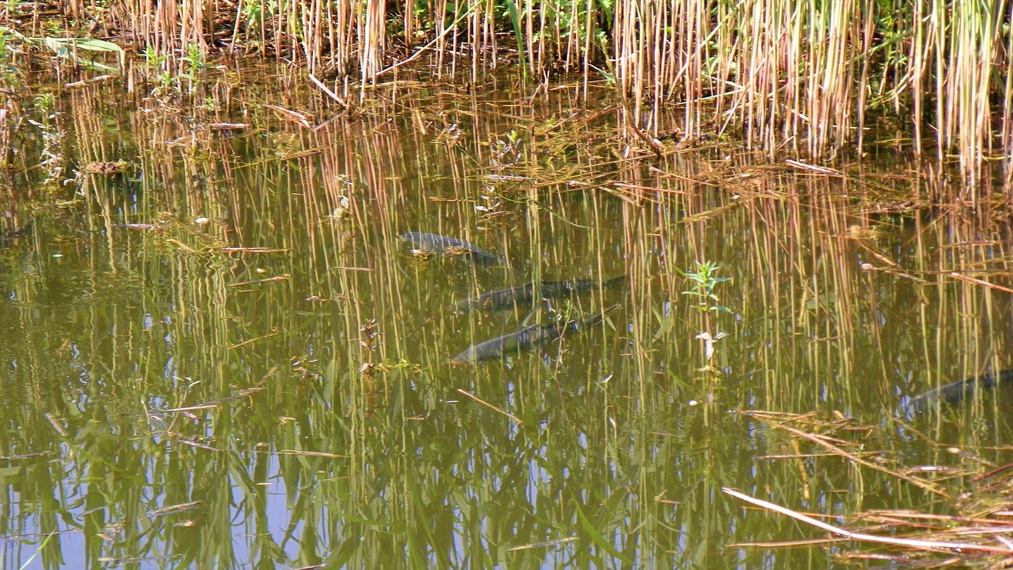 Crapmania - 2011 - 1000737.JPG